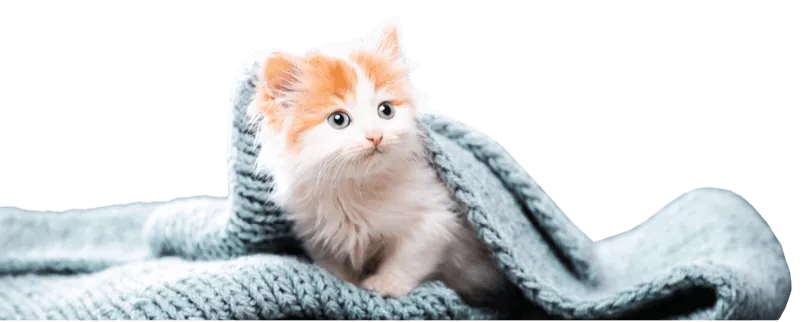 Chaton sous un plaid pour la sélection nouvel arrivant de la boutique KI-KAZH