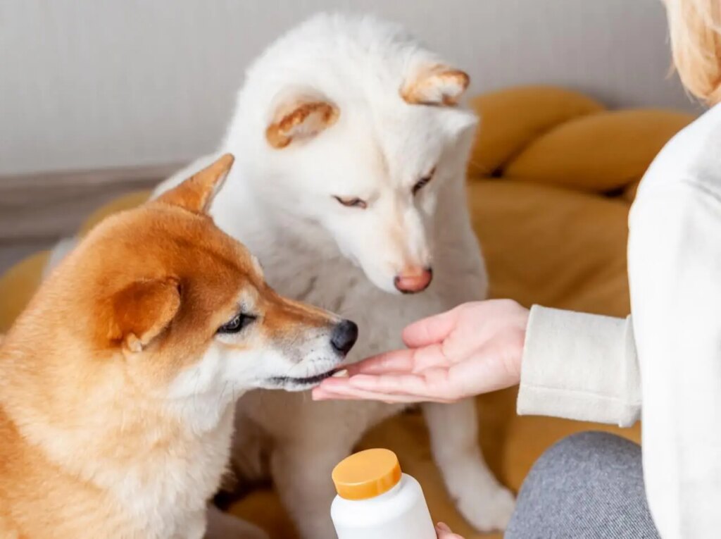 alimentation chien chat Rennes animalerie Ki-Kazh