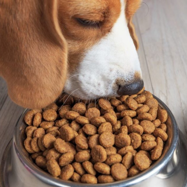 alimentation chien croquettes ki-kazh
