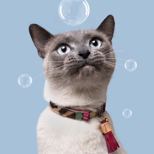 collier chat dwam ki-kazh