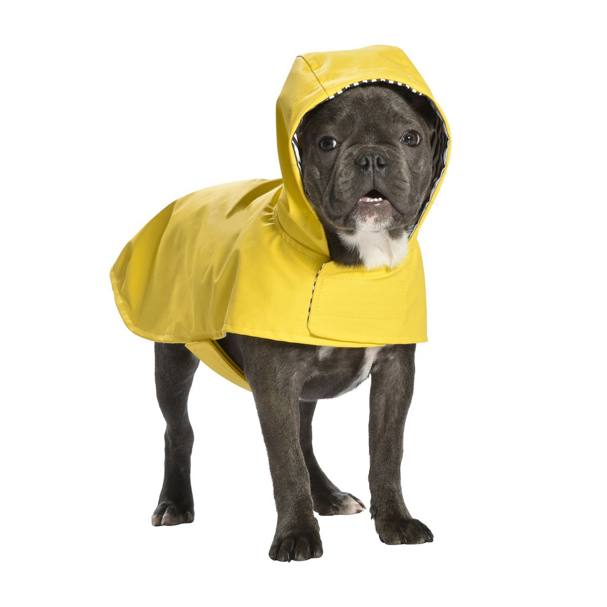 imperméable manteau leo bobby chien ki-kazh