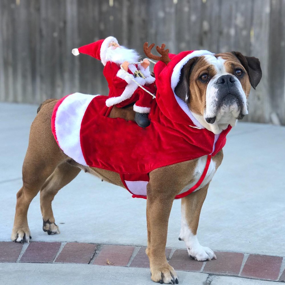 manteau harnais noel chien ki-kazh