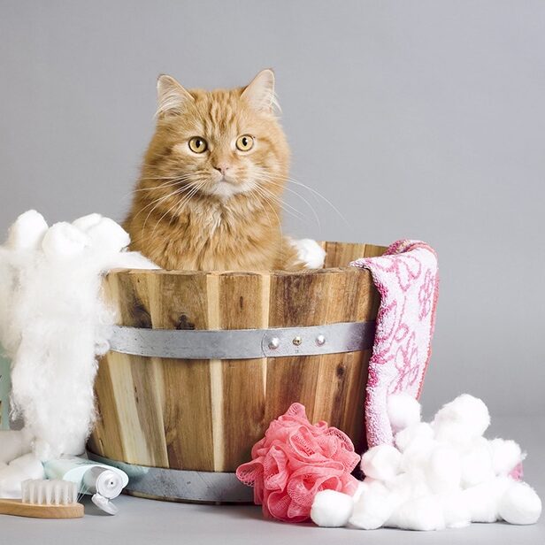 laver-son-chat-entretien_Fotor laver-son-chat-entretien_Fotor