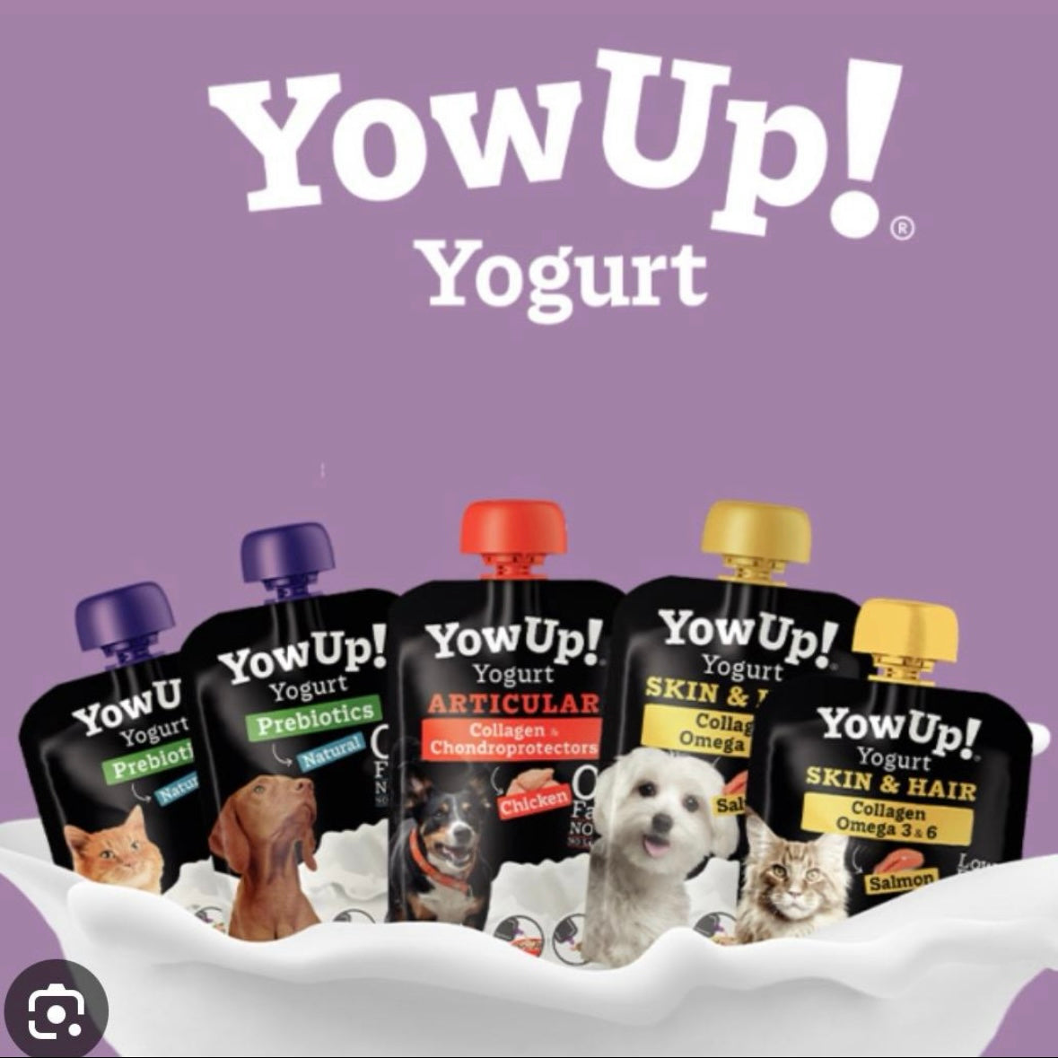 Ki-kazh Yowup chien et chat