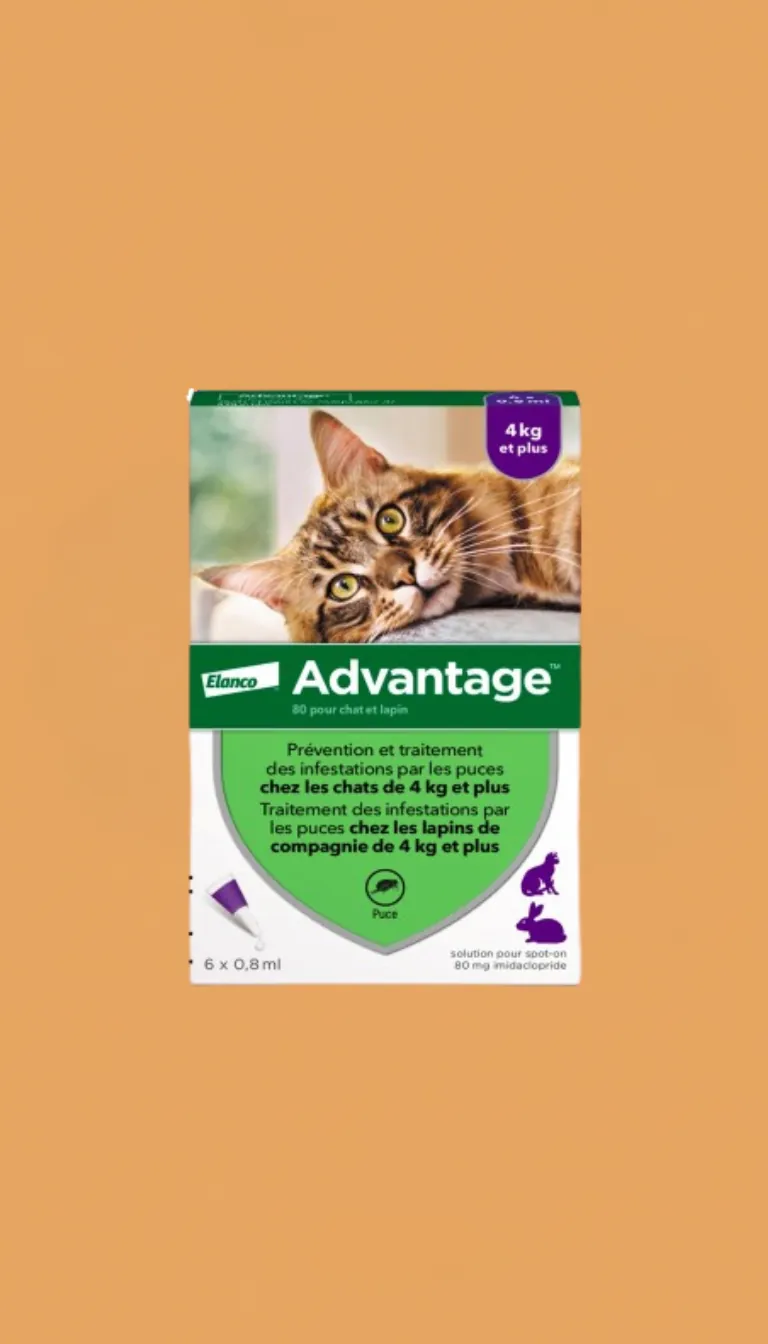 antiparasitaire chien chat Rennes pipette puces tiques