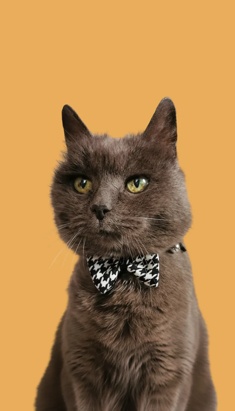 vêtement chien Rennes accessoires animaux