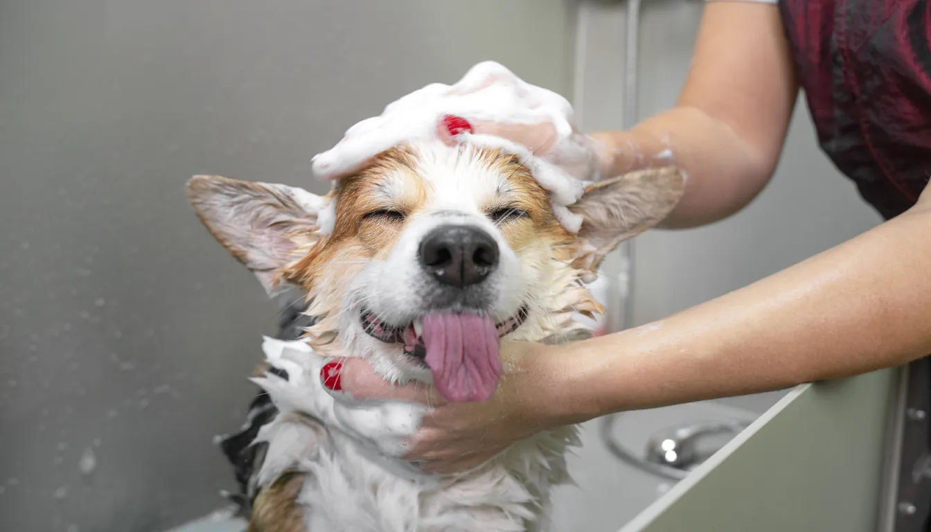 toilettage chien Rennes shampoing soins animal