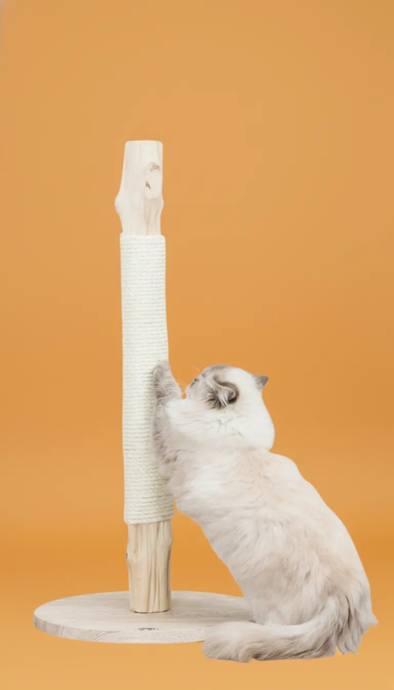 arbre à chat Rennes accessoires chat