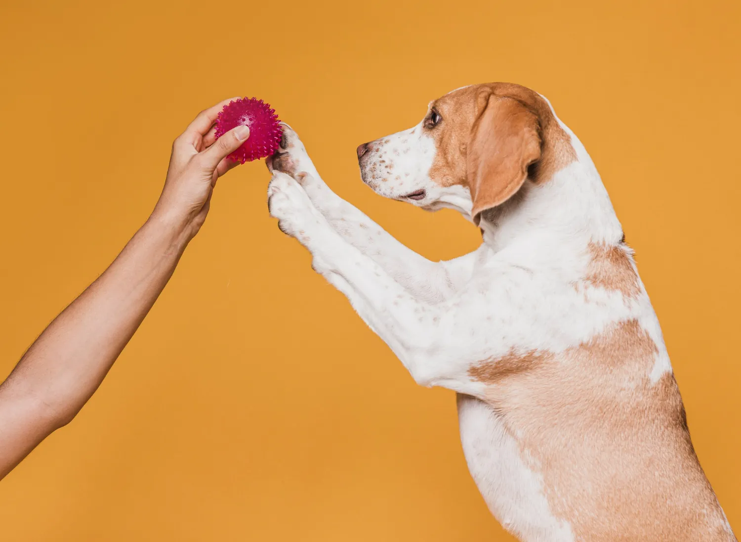 accessoires chien Rennes jouet animalerie Ki-Kazh